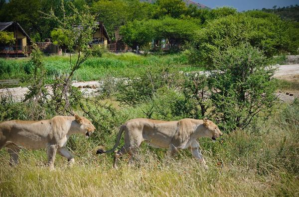 Tau Game Lodge 马迪克韦狩猎保护区 外观 照片